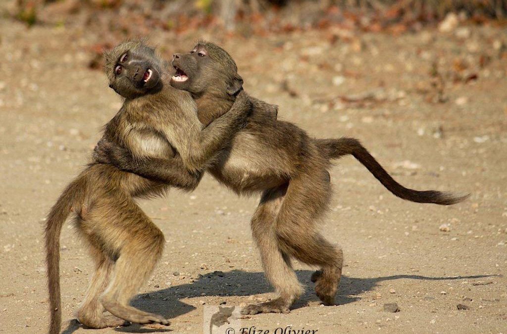 Dancing Baboons in Kruger National Park