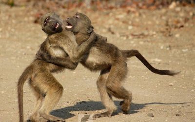 Dancing Baboons in Kruger National Park